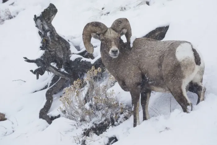 Framed Print : Bighorn sheep ram, winter storm Framed Print : Bighorn sheep ram, winter storm