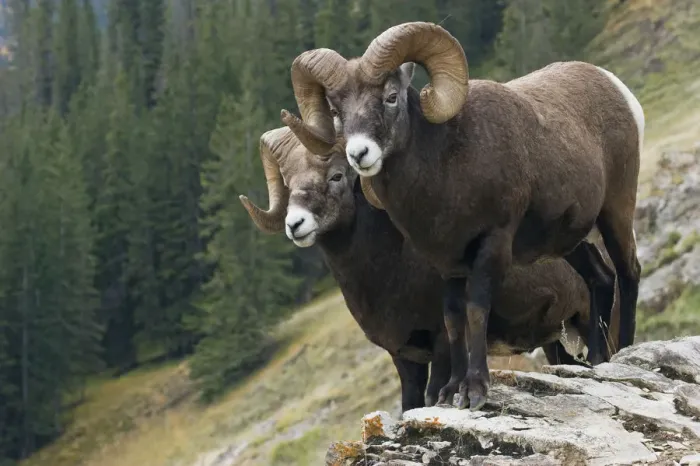 Framed Print : Bighorn Sheep Rams