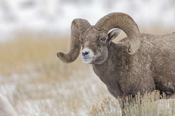 Bighorn sheep in winter. Grand Teton National Park, Wyoming