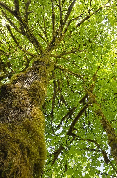 Bigleaf Maple (Acer macrophyllum) Baker River, North Cascades National Park, Washington