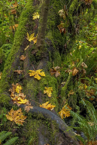 Bigtooth Maple leaves in autumn along Munson Creek near Tillamook, Oregon, USA
