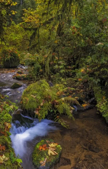 Framed Print : Bigtooth Maple leaves in autumn along Munson Creek near Tillamook, Oregon, USA