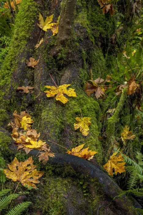 Framed Print : Bigtooth Maple leaves in autumn along Munson Creek near Tillamook, Oregon, USA Framed Print : Bigtooth Maple leaves in autumn along Munson Creek near Tillamook, Oregon, USA