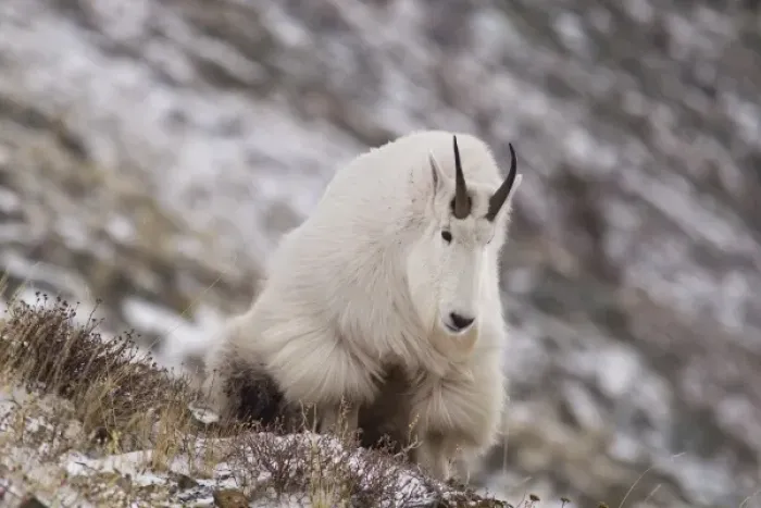 Framed Print : Billy Mountain Goat on Altyn Ridge in Glacier National Park, Montana, USA