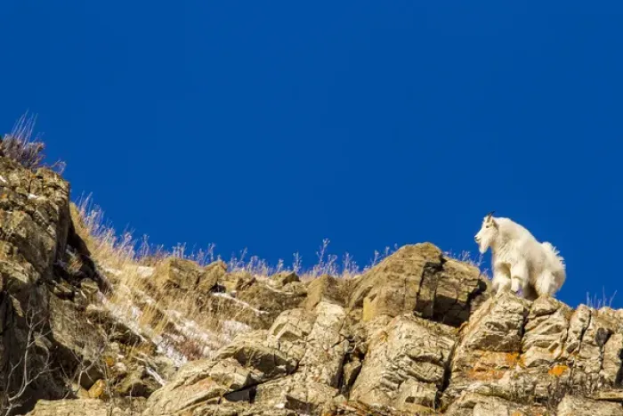 Framed Print : Billy mountain goat (Oreamnos americanus) in winter coat in Glacier National Park Framed Print : Billy mountain goat (Oreamnos americanus) in winter coat in Glacier National Park