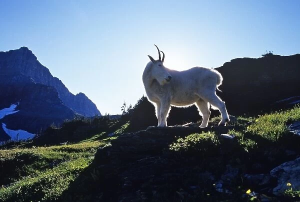 Billy mountain goat rimlit from setting sun at Logan Pass in Glacier National Park