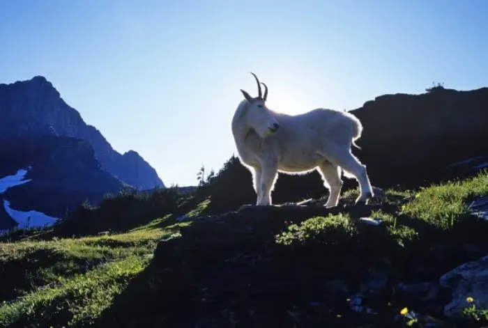 Framed Print : Billy mountain goat rimlit from setting sun at Logan Pass in Glacier National Park Framed Print : Billy mountain goat rimlit from setting sun at Logan Pass in Glacier National Park