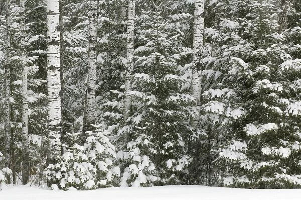 Birch and evergreen with fresh fallen snow, Voyageurs National Park, Minnesota, USA