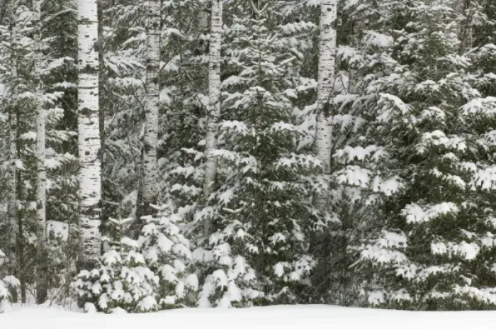 Framed Print : Birch and evergreen with fresh fallen snow, Voyageurs National Park, Minnesota, USA Framed Print : Birch and evergreen with fresh fallen snow, Voyageurs National Park, Minnesota, USA