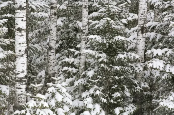Framed Print : Birch and evergreen with fresh fallen snow, Voyageurs National Park, Minnesota, USA Framed Print : Birch and evergreen with fresh fallen snow, Voyageurs National Park, Minnesota, USA