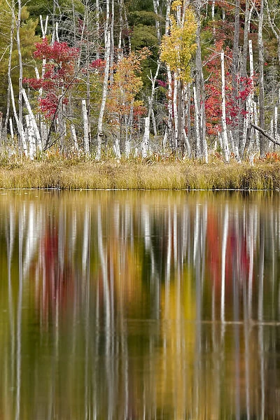 Birch trees and autumn colors reflected on Red Jack Lake, Hiawatha National Forest