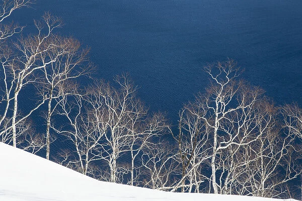 Birch trees along the shoreline of Lake Mashu, Hokkaido, Japan