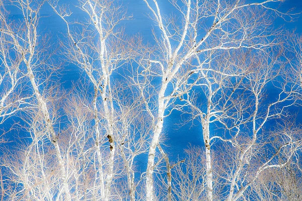 Birch trees along the shoreline of Lake Mashu, Hokkaido, Japan