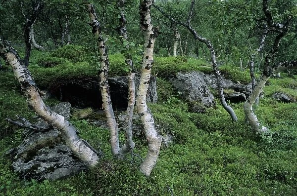 Birch Trees and wildflowers, Norway