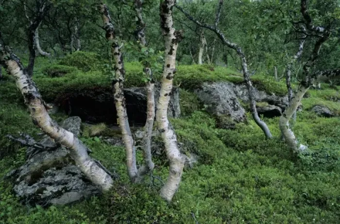 Framed Print : Birch Trees and wildflowers, Norway Framed Print : Birch Trees and wildflowers, Norway