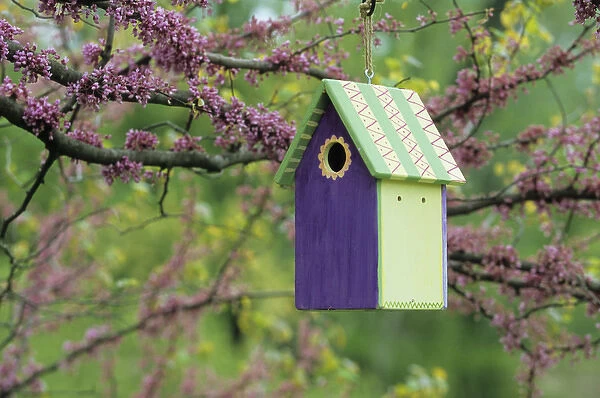 Bird house nest box in Eastern Redbud tree (Cercis candensis) in spring Marion Co. IL