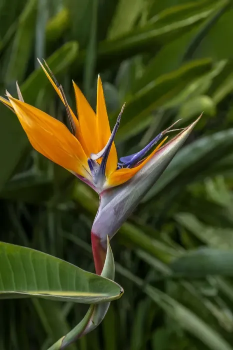 Framed Print : Bird of Paradise Framed Print : Bird of Paradise