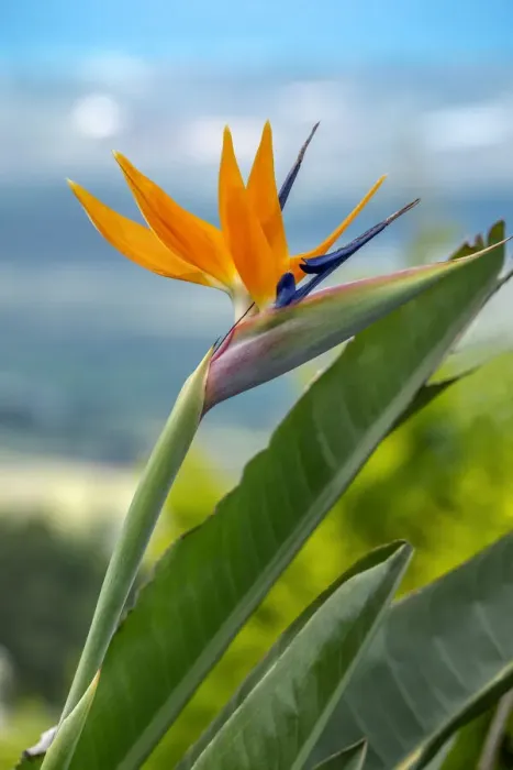 Framed Print : Bird of Paradise