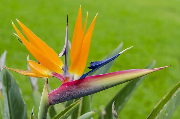 Bird of paradise flower (Strelitzia), Waimea Valley Audubon Park, North Shore, Oahu