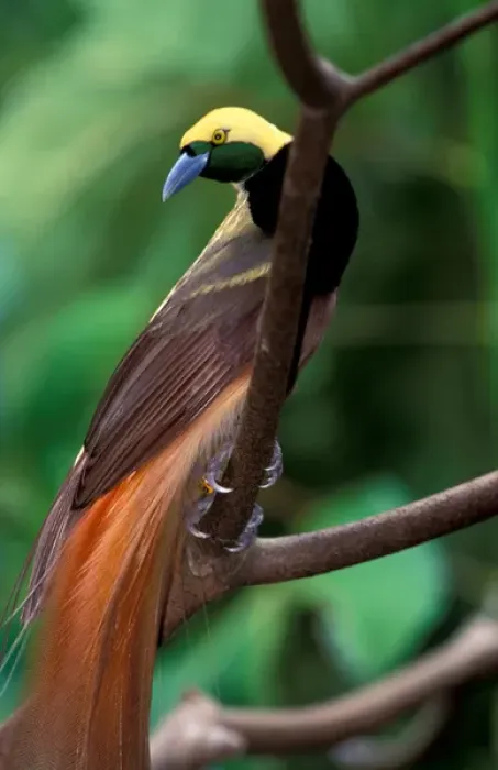 Framed Print : Bird of paradise (Greater (Paradisaea apoda) Framed Print : Bird of paradise (Greater (Paradisaea apoda)