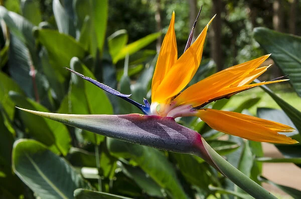 Bird of Paradise (Stelitzia reginae) in Na `Aina Kai Botanical Gardens & Sculpture Park
