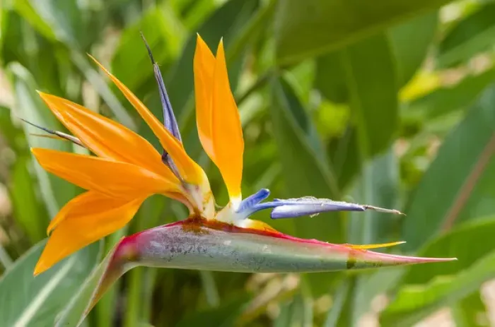 Framed Print : Bird of Paradise (Stelitzia reginae) in Na `Aina Kai Botanical Gardens & Sculpture Park Framed Print : Bird of Paradise (Stelitzia reginae) in Na `Aina Kai Botanical Gardens & Sculpture Park