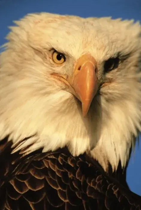 Framed Print : Bird of Prey, Bald Framed Print : Bird of Prey, Bald