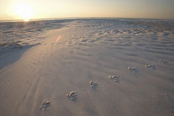 Bird tracks on North Beach at Fort De Soto Park in Pinellas County, Florida