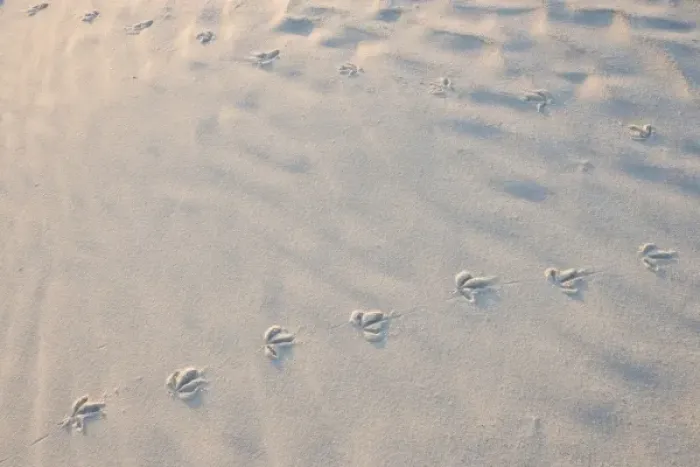 Framed Print : Bird tracks on North Beach at Fort De Soto Park in Pinellas County, Florida