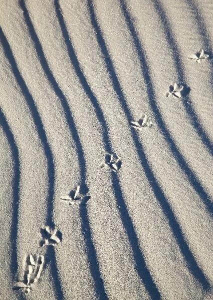 Bird tracks in sand at White Sands National Monument in New Mexico