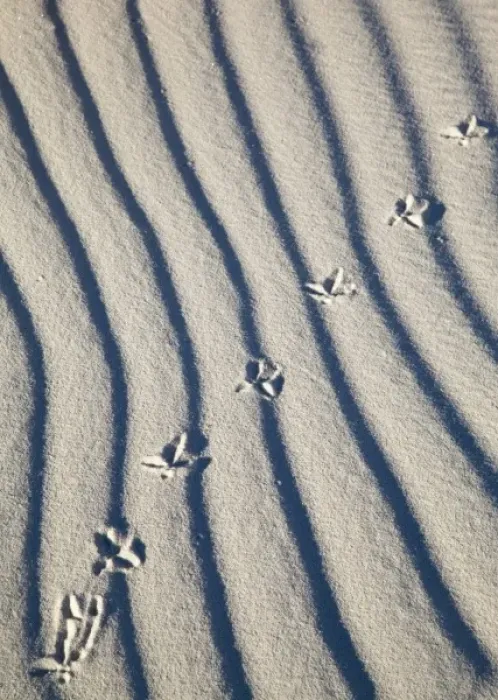 Framed Print : Bird tracks in sand at White Sands National Monument in New Mexico