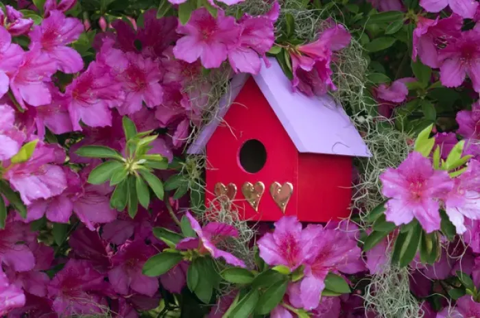 Framed Print : Birdhouse and Azaleas in Garden. Credit as: Nancy Rotenberg  /  Jaynes Gallery  /  DanitaDelimont