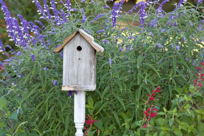 Framed Print : Birdhouse in garden with Mexican Bush Sage (Salvia leucantha) and Pineapple Sage Framed Print : Birdhouse in garden with Mexican Bush Sage (Salvia leucantha) and Pineapple Sage
