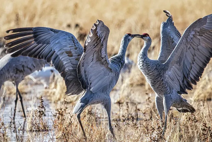 Framed Print : Birds of Bosque de Apache National Wildlife Refuge