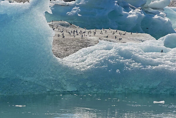 Birds on icebergs in Jokulsarlon Glacial Lagoon, Iceland