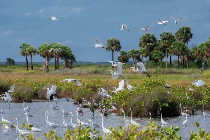 Framed Print : Birds in marsh at Merritt Island National Wildlife Refuge, Florida Framed Print : Birds in marsh at Merritt Island National Wildlife Refuge, Florida
