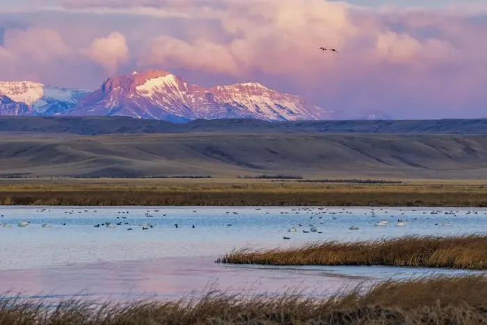 Framed Print : Birds in pond with Ear Mountain in background during spring migration at Freezeout Lake Framed Print : Birds in pond with Ear Mountain in background during spring migration at Freezeout Lake