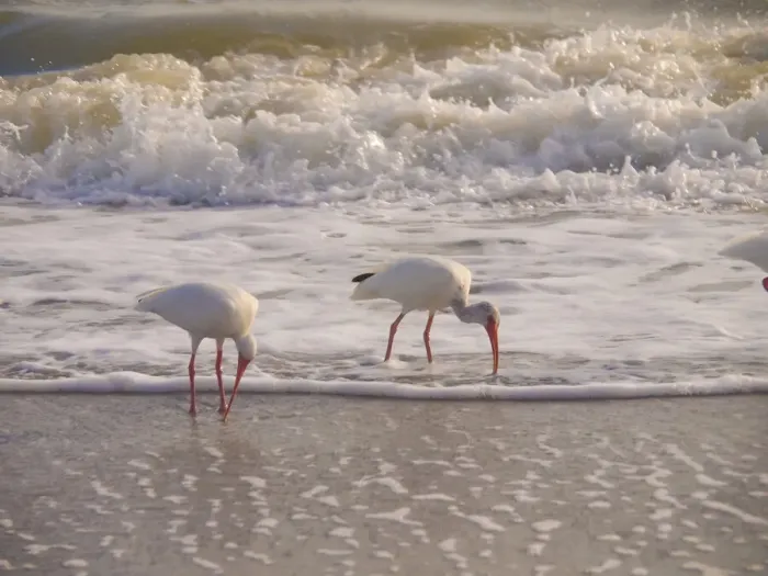 Framed Print : Birds Wading in the Surf on Sanibel Island Beach, Florida, USA Framed Print : Birds Wading in the Surf on Sanibel Island Beach, Florida, USA