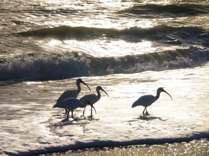 Framed Print : Birds Wading in the Surf on Sanibel Island Beach, Florida, USA Framed Print : Birds Wading in the Surf on Sanibel Island Beach, Florida, USA