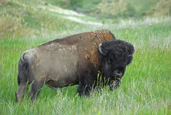 Bison (Bison bison) grazing in grassland, Theodore Roosevelt National Park, North Dakota
