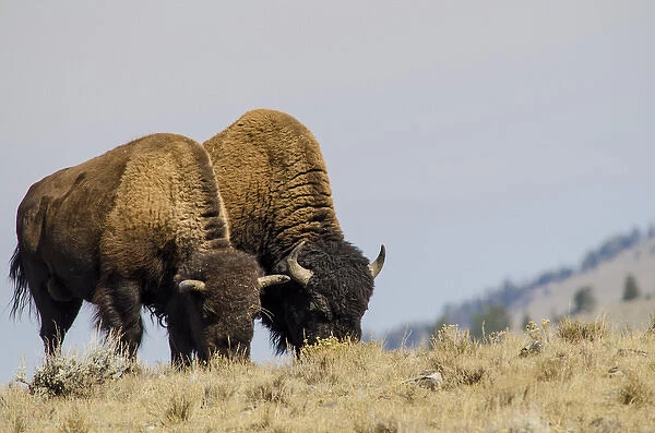 Bison (Bison bison) in Lamar Valley, Yellowstone National Park, Wyoming, USA