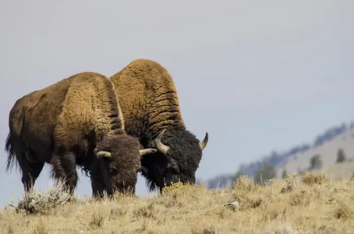 Framed Print : Bison (Bison bison) in Lamar Valley, Yellowstone National Park, Wyoming, USA