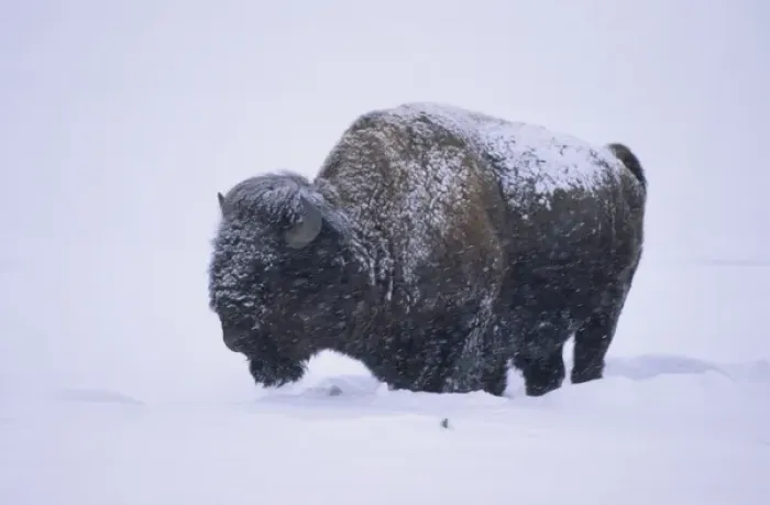 Framed Print : Bison (Bison bison) in snowstorm, Yellowstone NP, WY Framed Print : Bison (Bison bison) in snowstorm, Yellowstone NP, WY