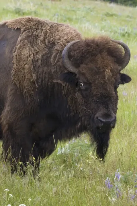 Framed Print : Bison Bull Framed Print : Bison Bull