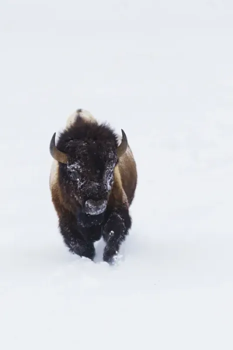 Framed Print : Bison Bull Framed Print : Bison Bull