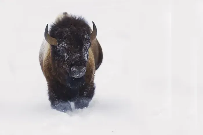 Framed Print : Bison Bull Framed Print : Bison Bull