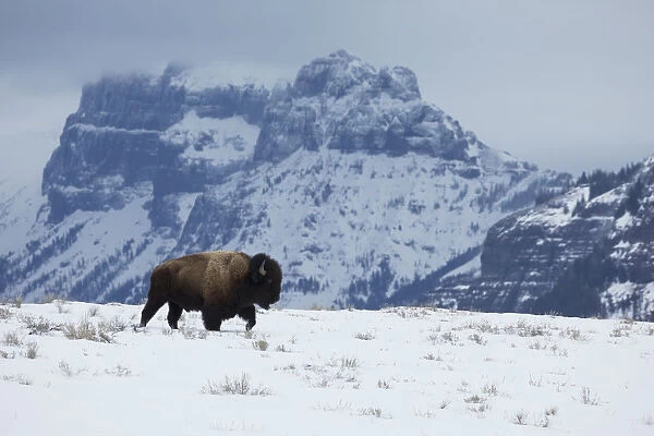 Bison bull on the move