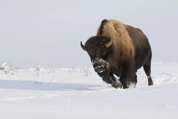 Bison bull on the move
