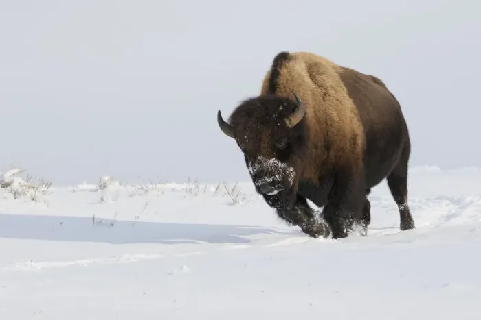 Framed Print : Bison bull on the move Framed Print : Bison bull on the move