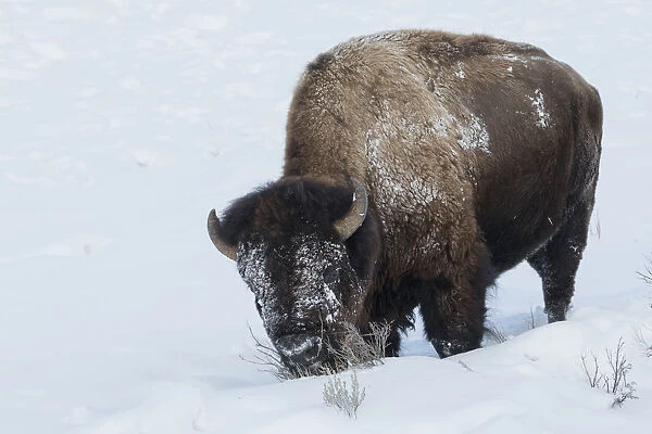 Bison bull foraging in deep snow